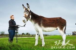 爆料大驴的视频,一场视觉盛宴的幕后故事